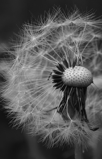 Diente De León, Planta