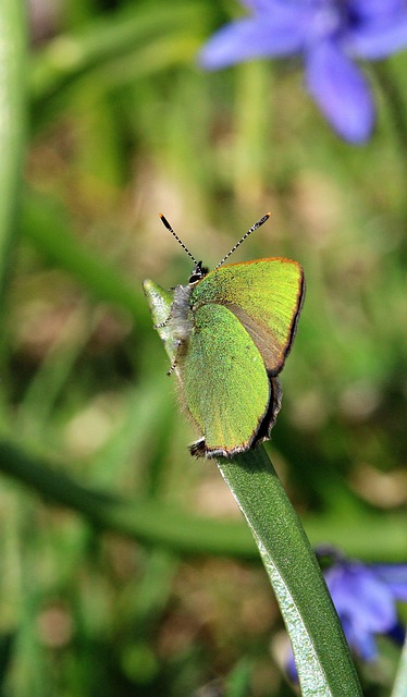 Free Butterfly Insect photo and picture