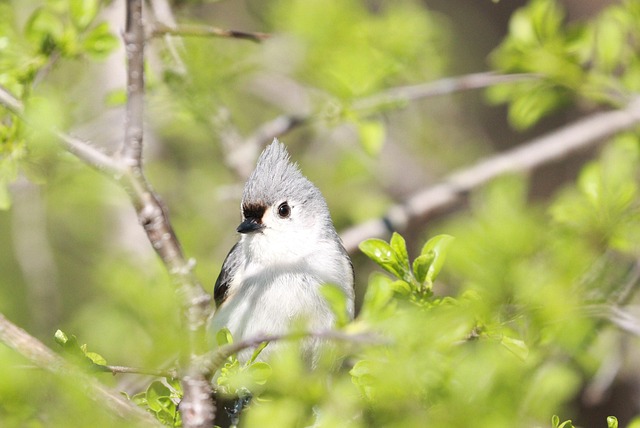 Free Bird Titmouse photo and picture