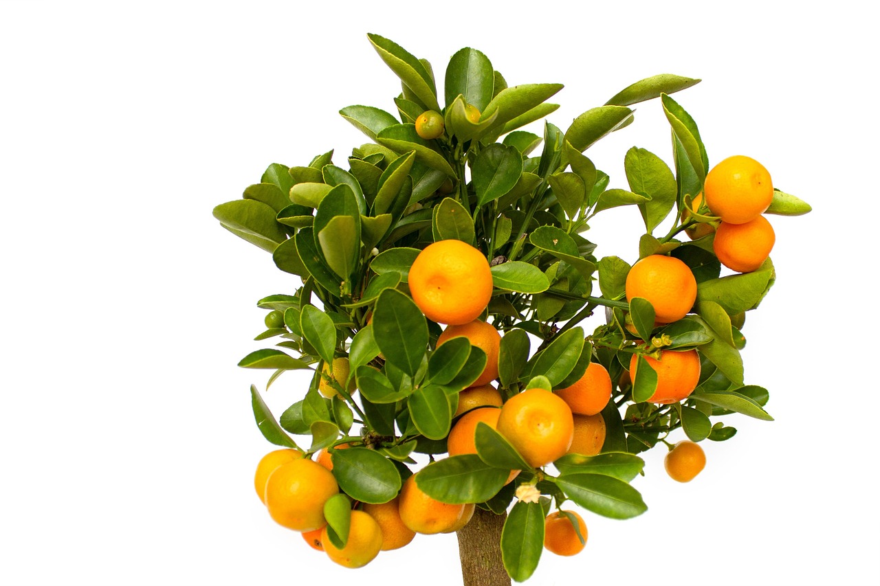 Mandarins Growth Citrus Free photo on Pixabay Pixabay