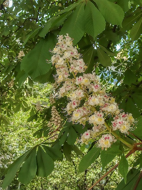 Free Nature Bloom photo and picture