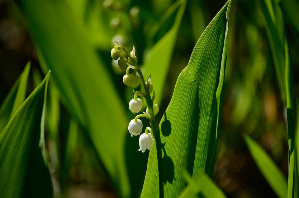 Lily Of The Valley Flower Sprig Free photo on Pixabay