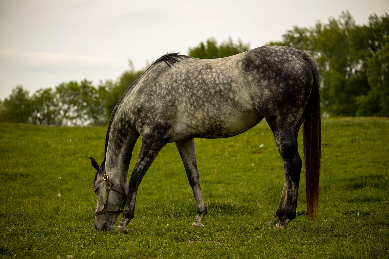 Cavalo Equino Equestre - Foto gratuita no Pixabay - Pixabay
