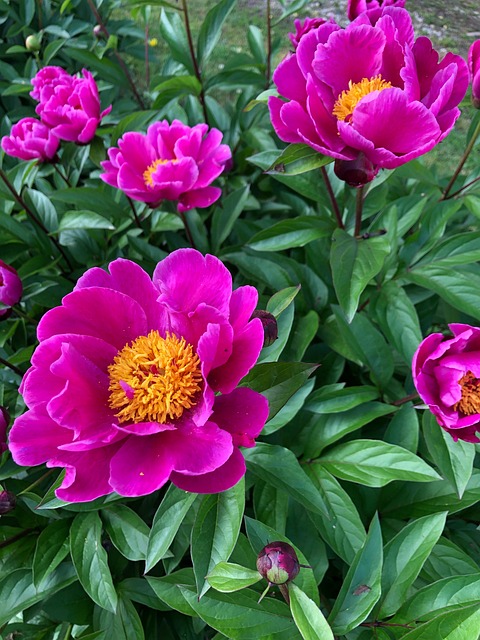 Blomst, Forår, Natur, Pæon, Pæoner