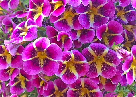 Blomst, Petunia, Botanik, Natur