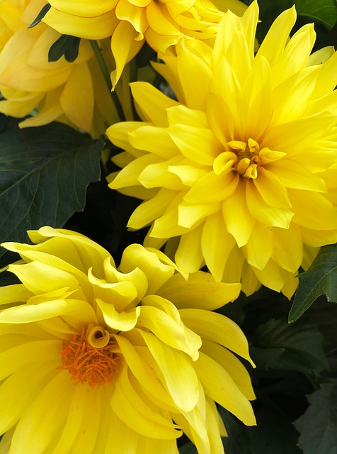 Blomst, Blomstre, Forår, Sommer, Gul