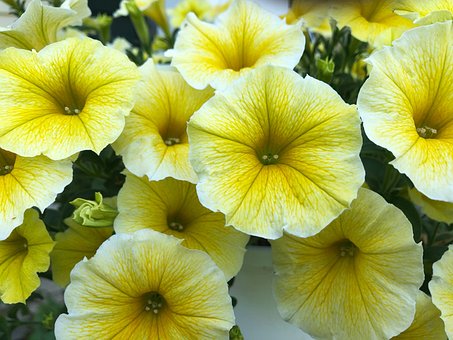 Petunia, Blomst, Natur, Forår, Sommer