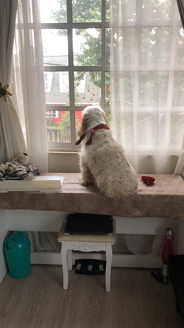 Free Dog Pet photo and picture