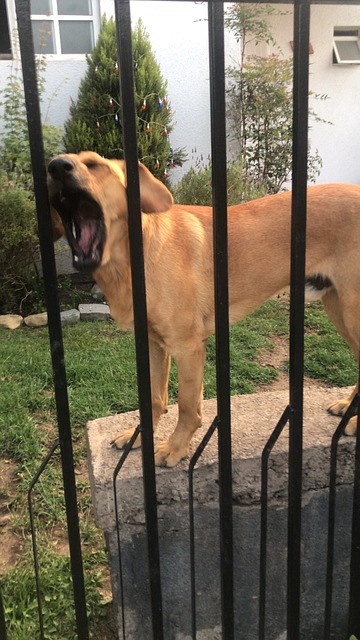 Free Dog Mydog photo and picture
