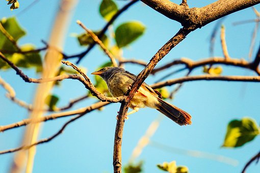 Vogel, Federn, Blätter, Zweig, Himmel