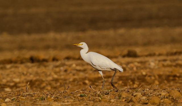 Free Egret Cattle Egret photo and picture