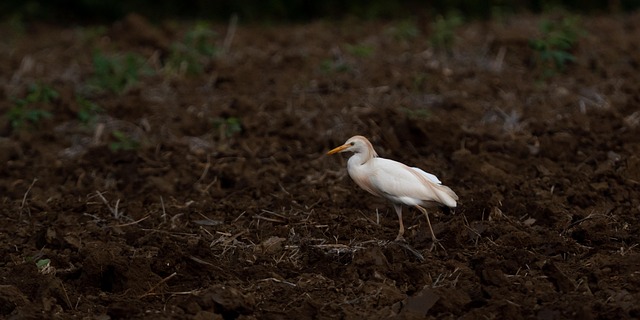 Free Egret Cattle Egret photo and picture