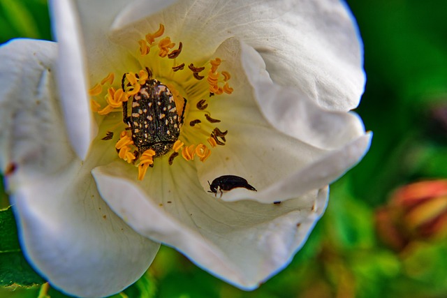 Insectes Fleur Flore - Photo gratuite sur Pixabay - Pixabay