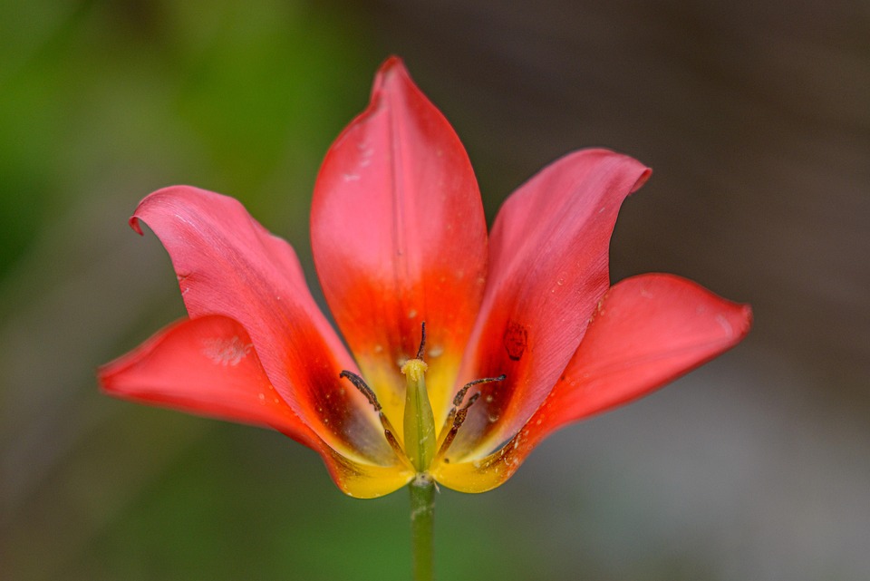 Tulip Petals Pollen Free photo on Pixabay Pixabay