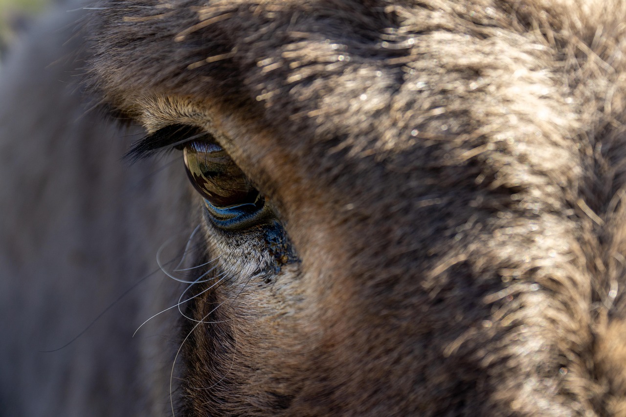 Plus de 40 images de Oeil Âne et de Âne - Pixabay