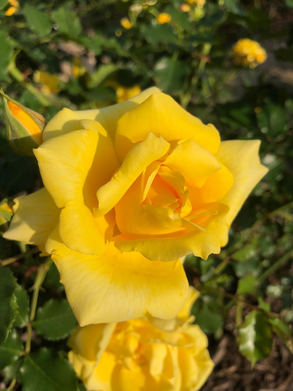 Douce fleur bleu, rose et jaune main image 0