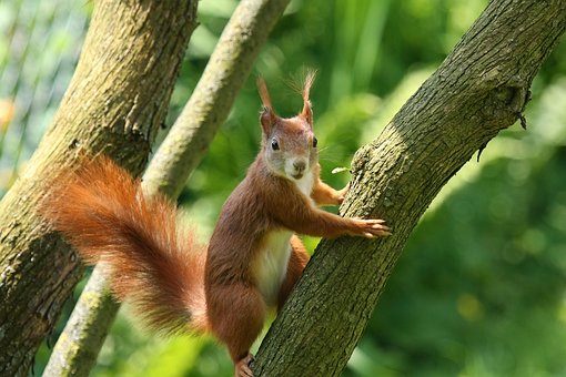 Download free HD stock image of Nature Rodent Free nature rodent squirrel illustration