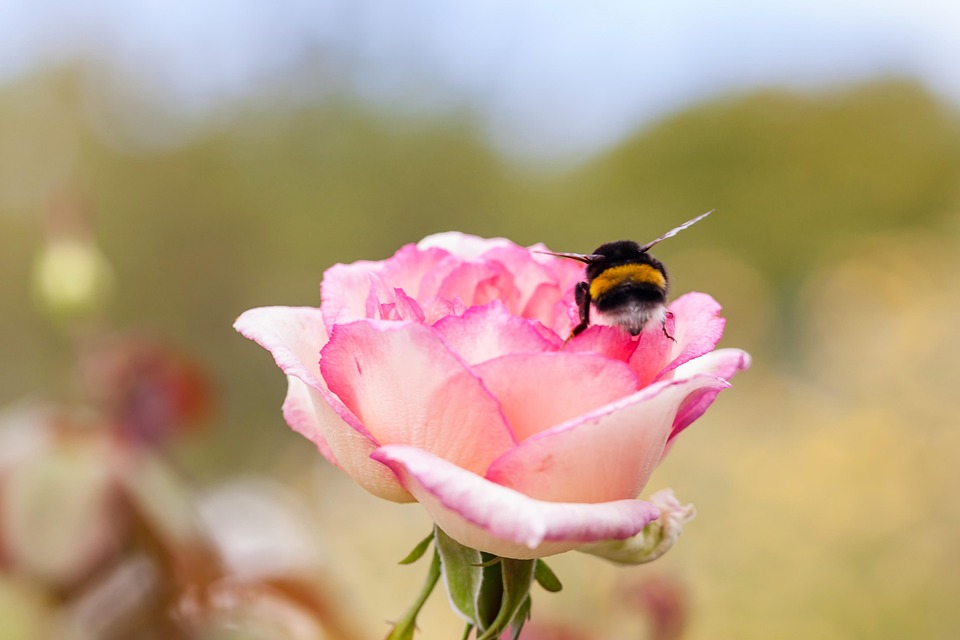Flower Insect Rose - Free photo on Pixabay - Pixabay