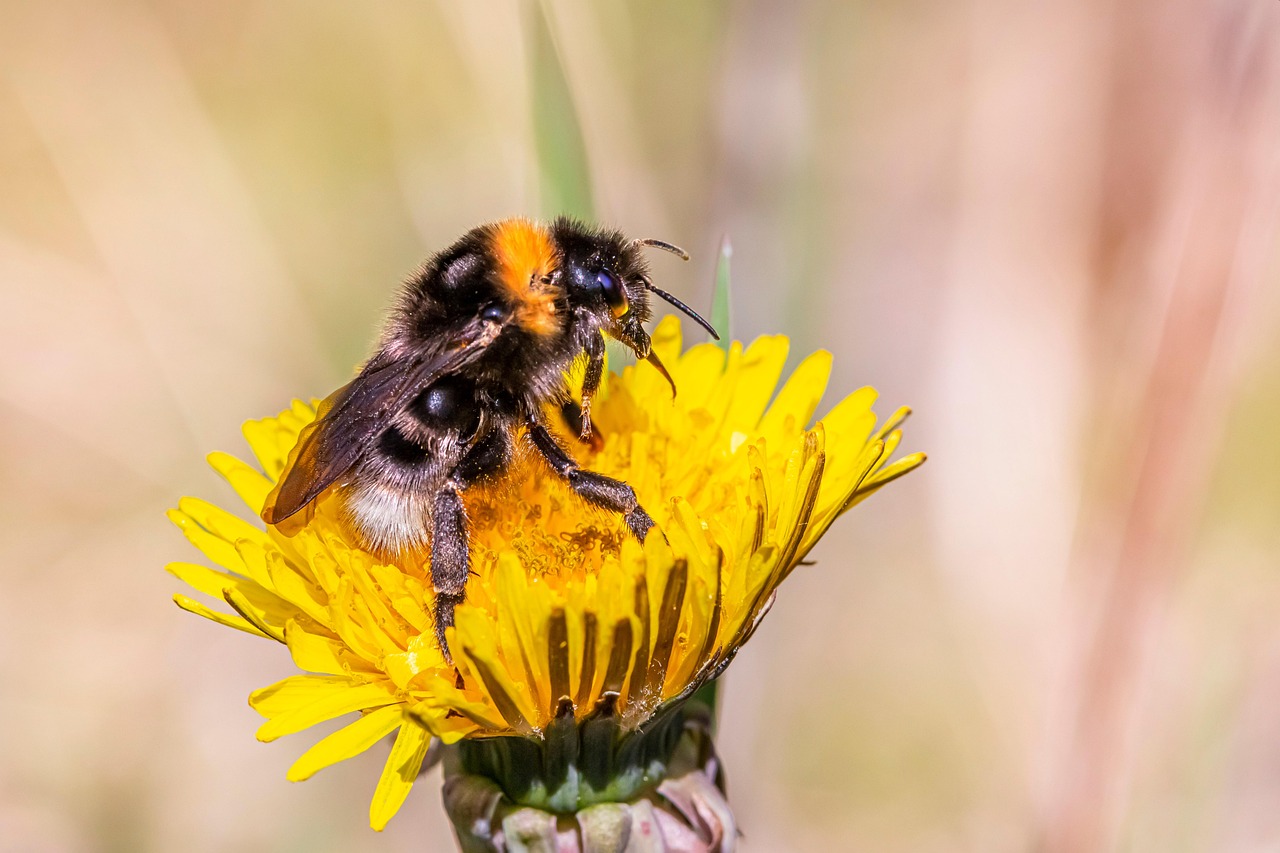 Bumblebee Dandelion Pollination Free Photo On Pixabay bumblebee-dandelion-pollination-free-photo-on-pixabay