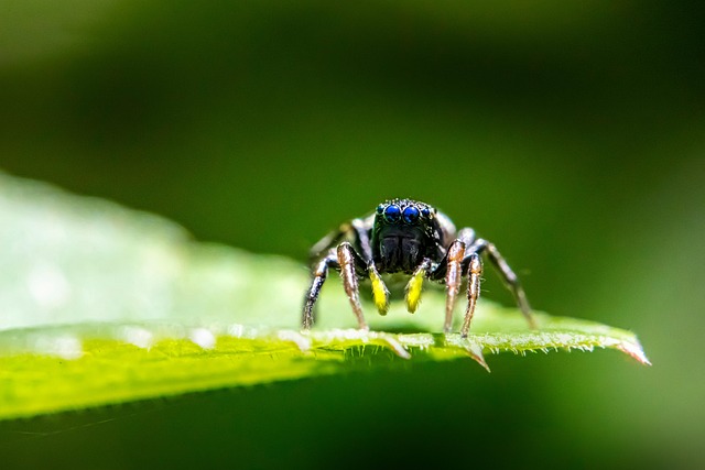 Free Zebra Spider Jumping Spider photo and picture