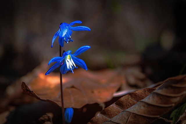 Flores, Floresta, Folha, Mirtilo
