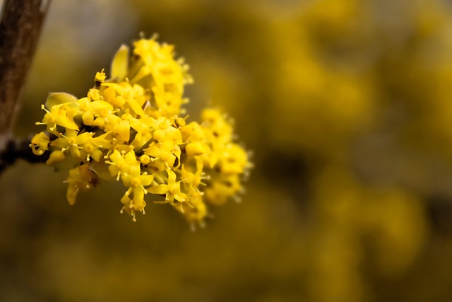 Flor, Flores, Flora, Natureza, Oxicoco