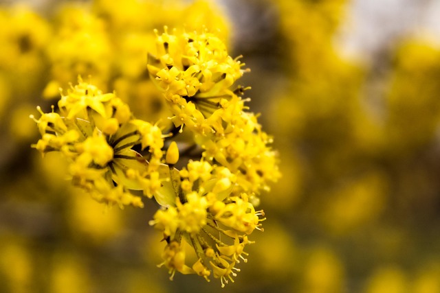 Flor, Oxicoco, Natureza, Flora, Amarelo