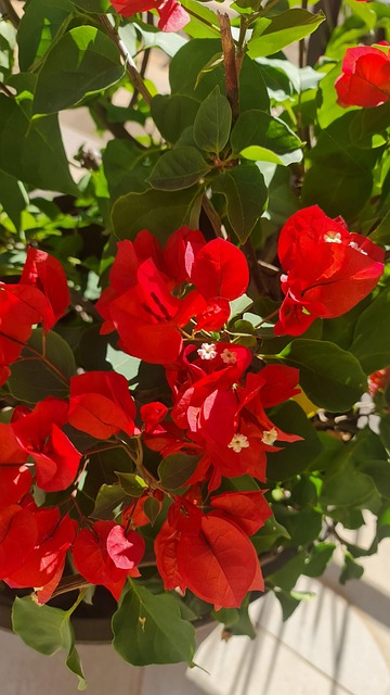 India Spring Color Indian Spring Red Three - Free photo on Pixabay - Pixabay