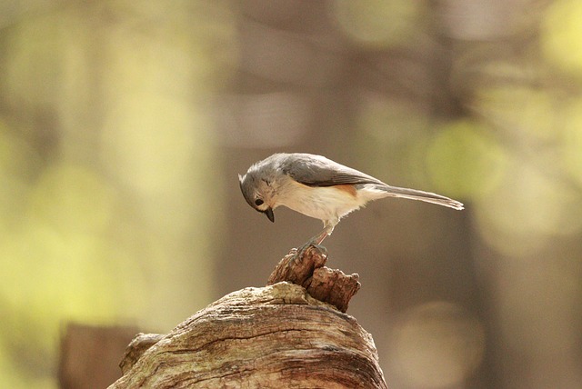 Free Bird Titmouse photo and picture