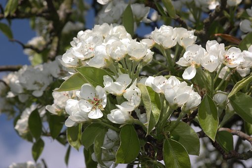 Free Apple Blossoms White Flowers photo and picture