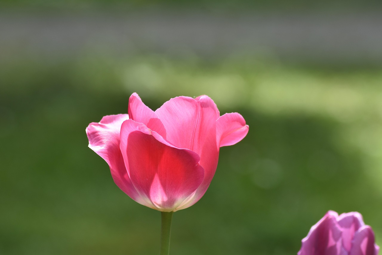 Garden Plants Spring Free Photo On Pixabay Pixabay garden-plants-spring-free-photo-on-pixabay-pixabay
