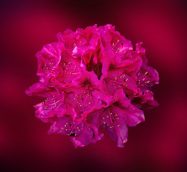 Free Rhododendron Flowers photo and picture