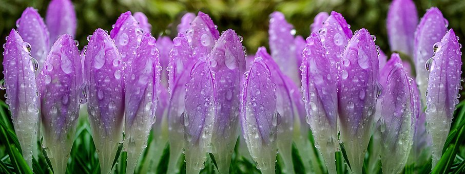Free Purple Crocuses Flower Buds photo and picture