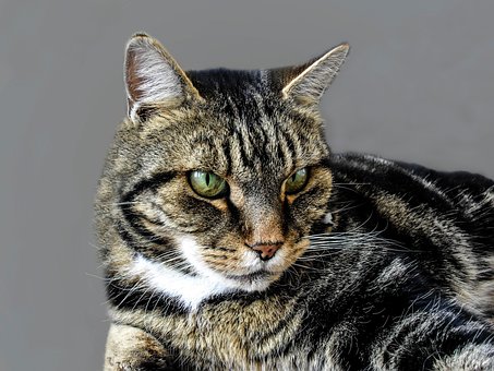 Free Cat Feline photo and picture