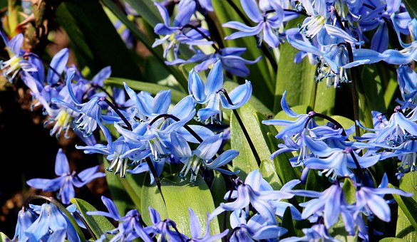 Free Scilla Flowers photo and picture