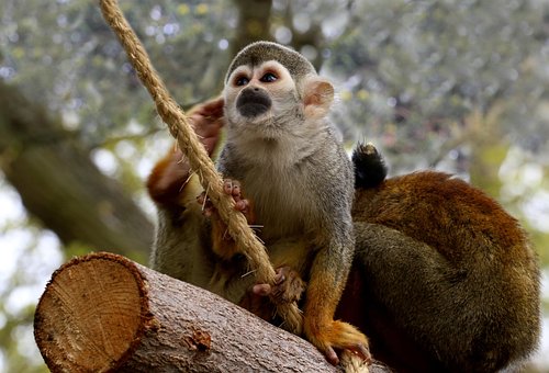 Free Monkey Red Squirrel Monkey photo and picture