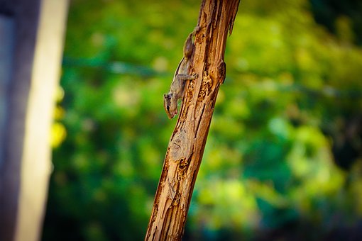 Tier, Natur, Wald, Baum, Fokus