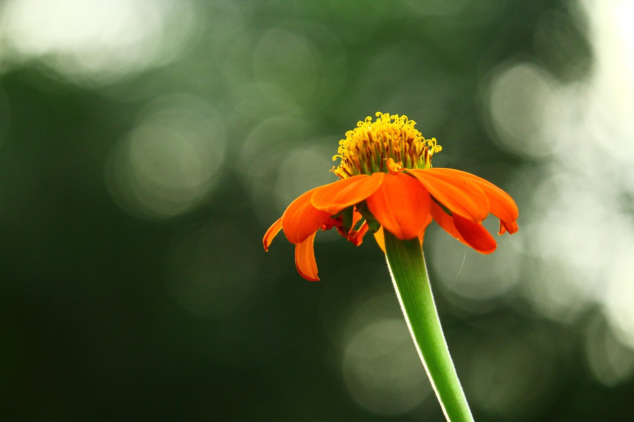Orange Flower Garden Free photo on Pixabay Pixabay