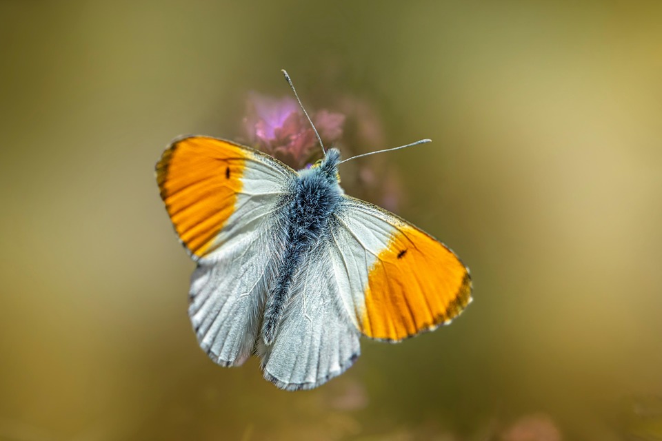 Tip Insect Orange Tip Butterfly Insect - Free photo on Pixabay - Pixabay
