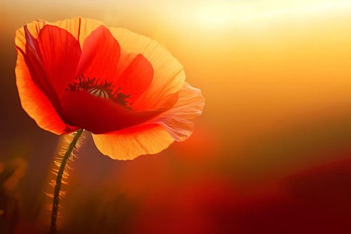 Free Flower Poppy photo and picture