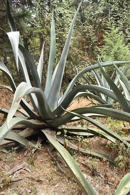 Agave Azul, Agave, Pulque, México
