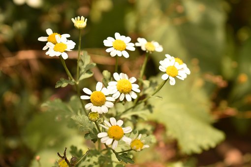 Flores, Margaritas, Flor Silvestre