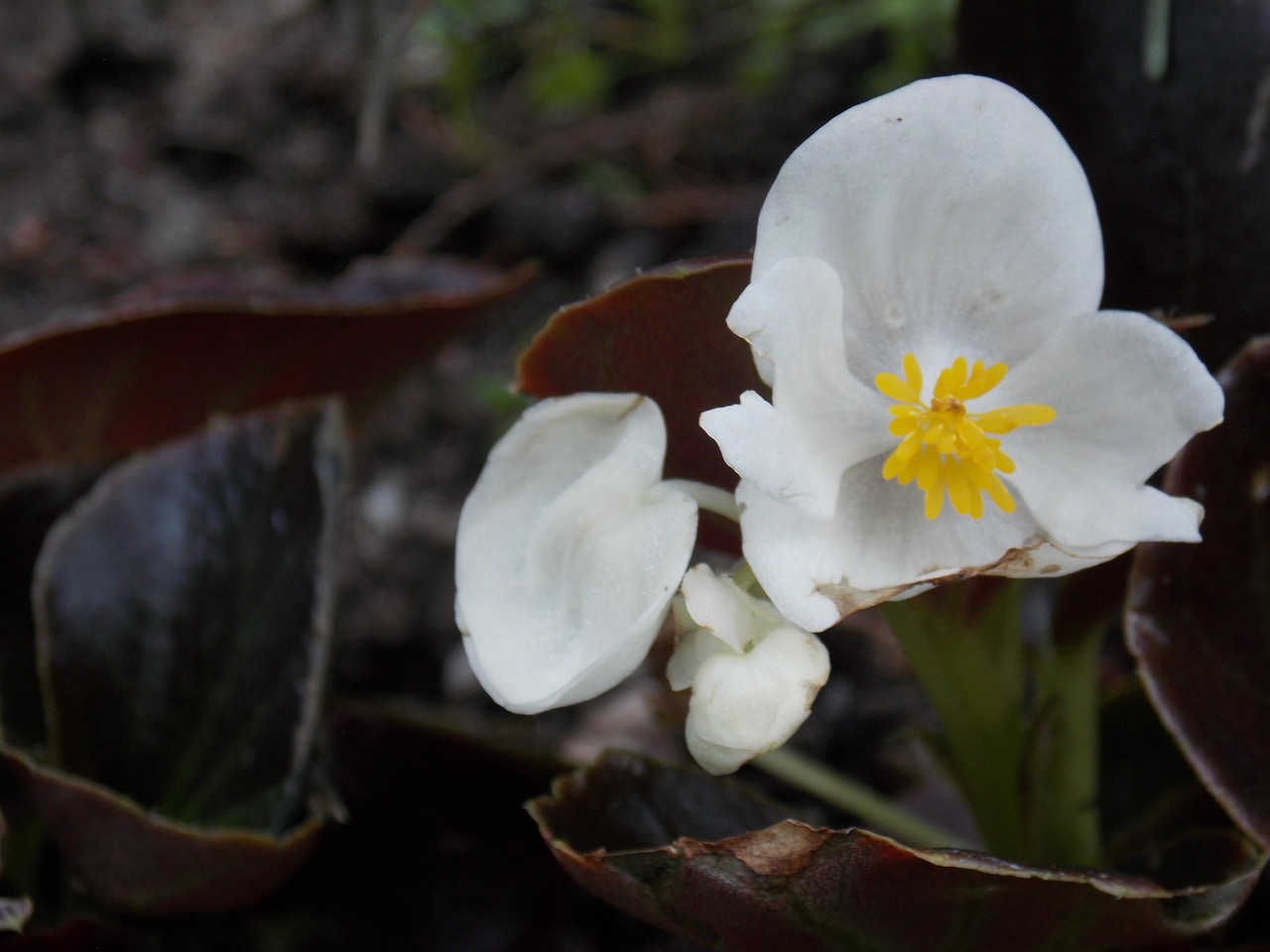 Flower Little White - Free photo on Pixabay - Pixabay