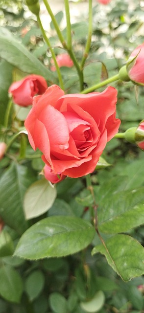 Roșu, Trandafir, Floare, Dragoste, Bloom