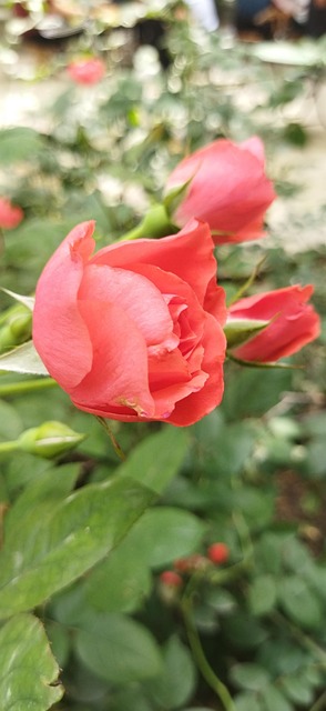 Roșu, Trandafir, Trandafiri, Bloom