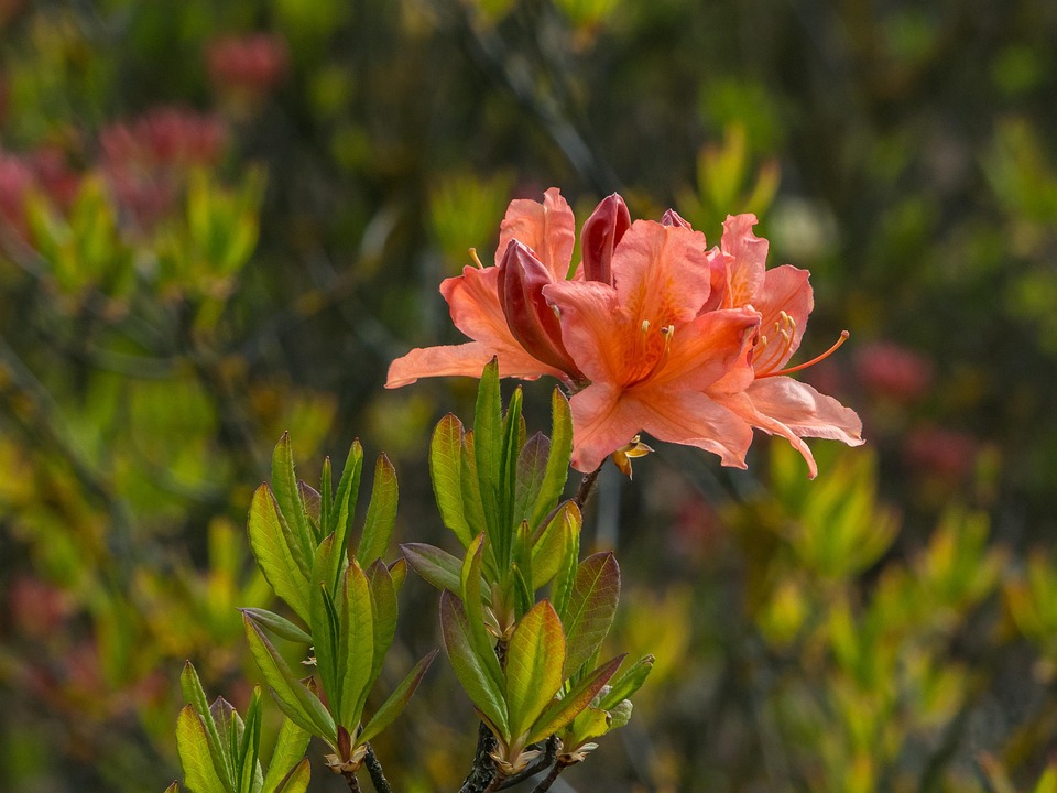 Azaleas Rhododendron Spring Free photo on Pixabay