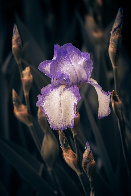 Free Flower Lily photo and picture