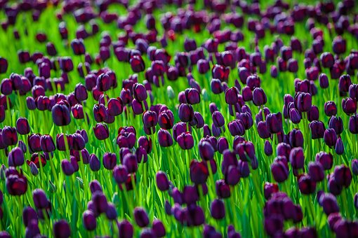 Tulipas, Tulipas Roxas, Flores Roxas