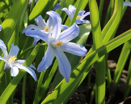 Free Flower Scilla photo and picture