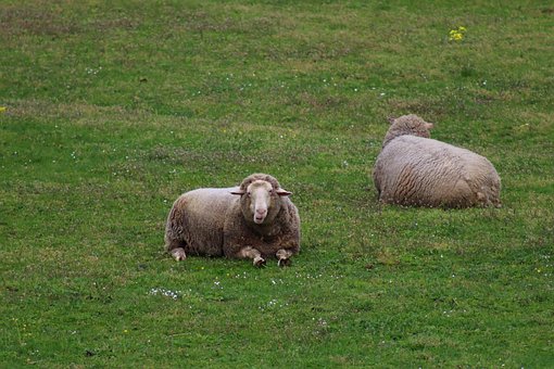 Free Sheep Wool photo and picture